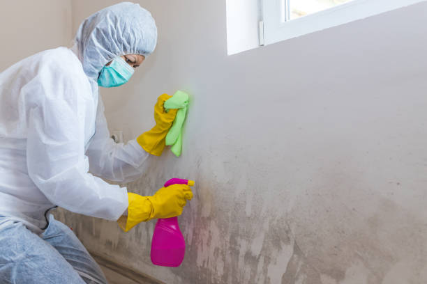 Best Environmental Consulting for Mold Prevention in Cisco, TX